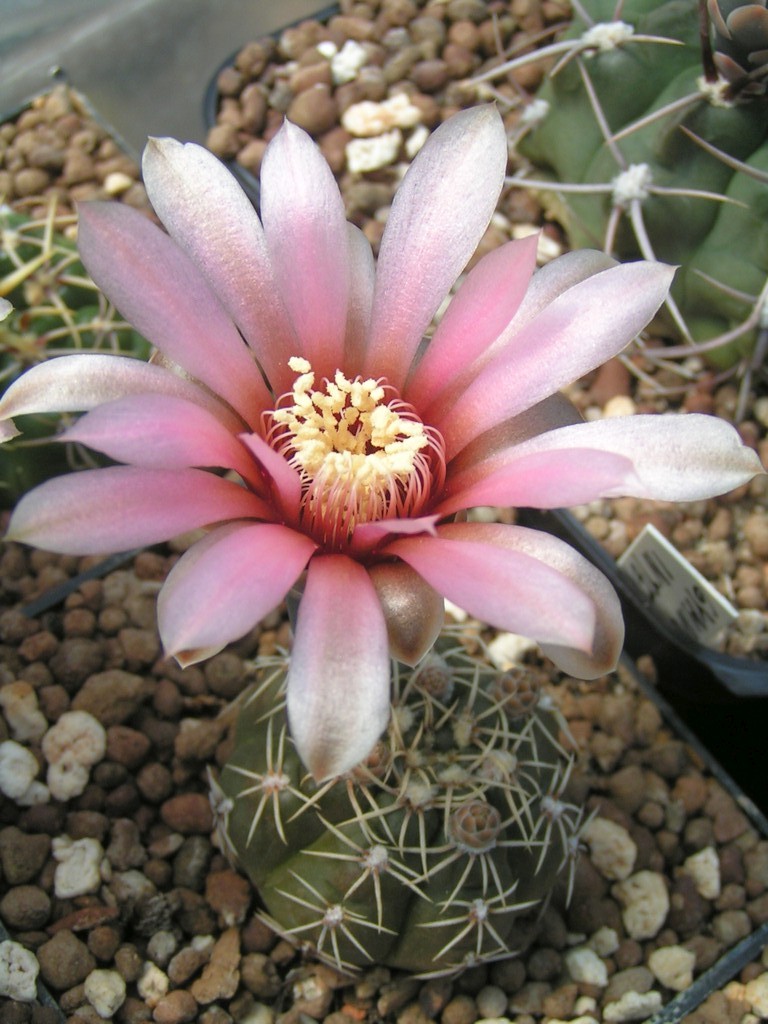 Gymnocalycium heidiae GN 93-714_303